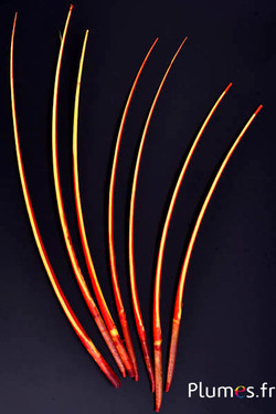 Schwan Kiel - 25-30 cm - rot-gelb